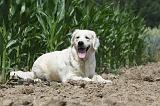 GOLDEN RETRIEVER 655